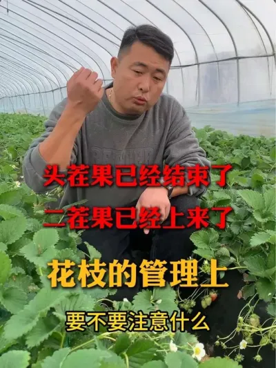 草莓二茬花的花枝要不要劈#草莓种植 #农业种植 #服务三农支持三农 #种植技巧 #种草莓