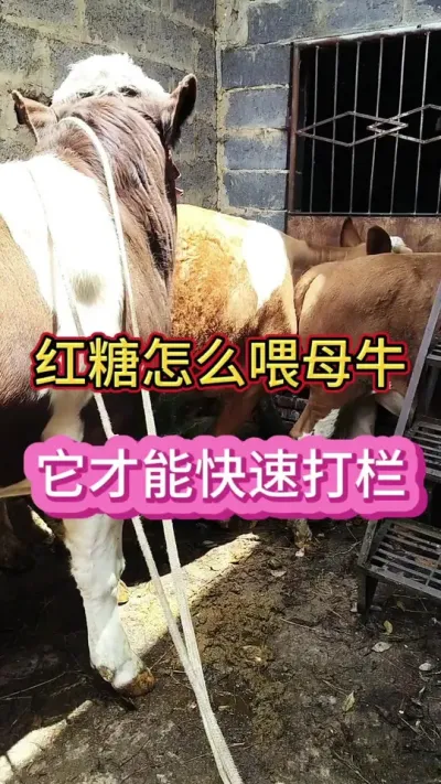 红糖怎么喂牛，它才能上膘快，一年一个犊#养牛 #母牛 #繁殖母牛 #三农养殖