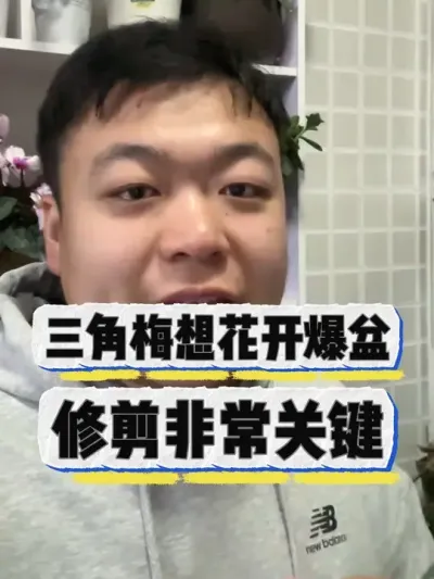 三角梅想要开爆盆。修剪非常关键。 #养花小知识 #花卉 #养花 #盆栽 #花卉绿植