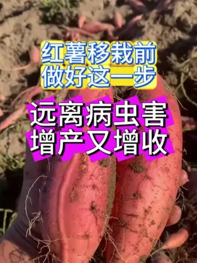 红薯移栽前做好这一步增产又增收#红薯种植 #红薯高产 #红薯高产种植 #红薯高产种植管理方案