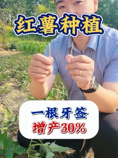 红薯高产用牙签，亩产过万斤 #红薯种植 #红薯种植技术 #红薯高产 #红薯高产种植 #农业种植