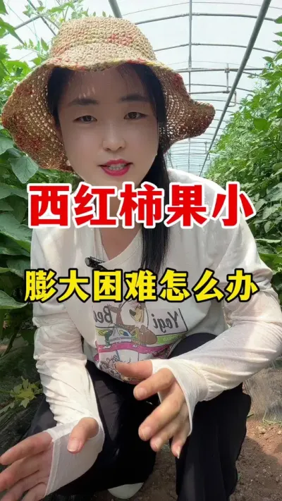 西红柿果小膨大困难怎么办 #西红柿种植#西红柿种植技术
