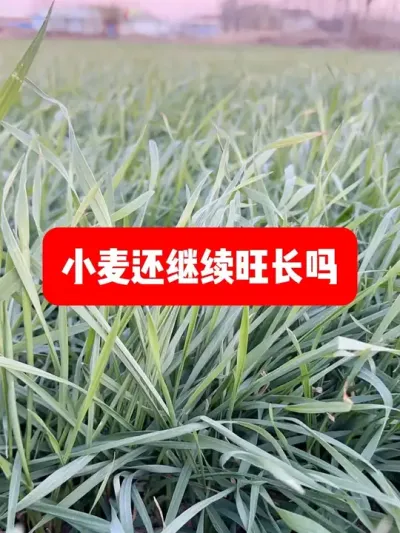 小麦还会旺长吗？还需要管理吗？ #分享农业知识帮农民增产增收 #2024新农人计划 #增产增收才是硬道理
