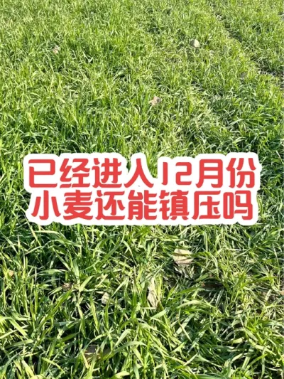 小麦还能镇压吗？ #分享农业知识帮农民增产增收 #2024新农人计划 #支持三农扶持三农发展