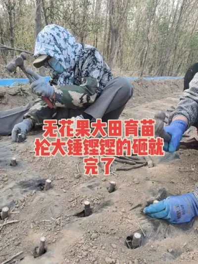 秋天十月底提供十万棵无花果优质裸根大苗#耿记无花果种植专业合作社 #无花果树苗