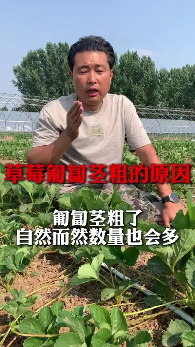 匍匐茎粗了，自然而然数量也会多#草莓种植 #草莓管理 #草莓种植技术 #分享农业知识帮农民增产增收 #新农人计划