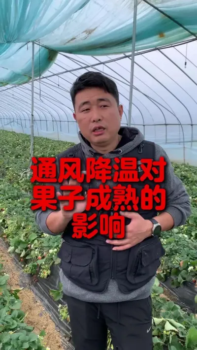 通风降温还会影响果子的成熟？ #草莓种植 #三农种植 #草莓种植管理技术和方法 #农业种植 #服务三农支持三农