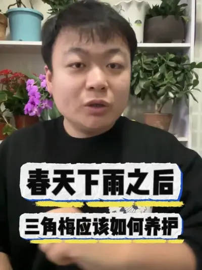 春天下雨之后，三角梅应该如何养护。 #养花 #养花小知识 #花卉绿植 #花卉 #盆栽