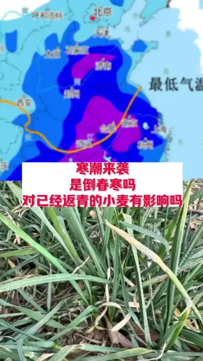 寒潮来袭，对已经返青的小麦有影响吗？ #支持三农扶持三农发展 #关注我每天为你分享更多农业知识