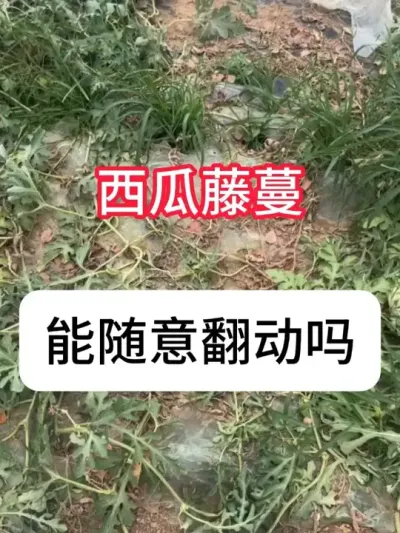 西瓜藤蔓千万别乱翻，小心影响产量 #西瓜种植 #种植小技巧 #三农 #新农人 #抖音助农
