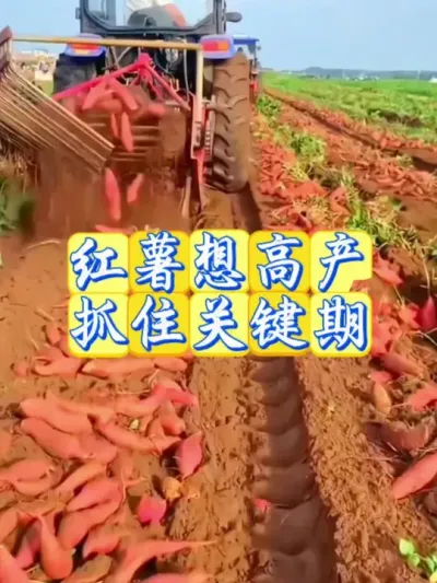 红薯想高产抓住关键期#红薯种植 #红薯高产 #红薯高产种植 #红薯高产种植管理方案