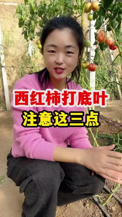 西红柿打底叶一定要注意这三点 #西红柿种植 #西红柿种植技术