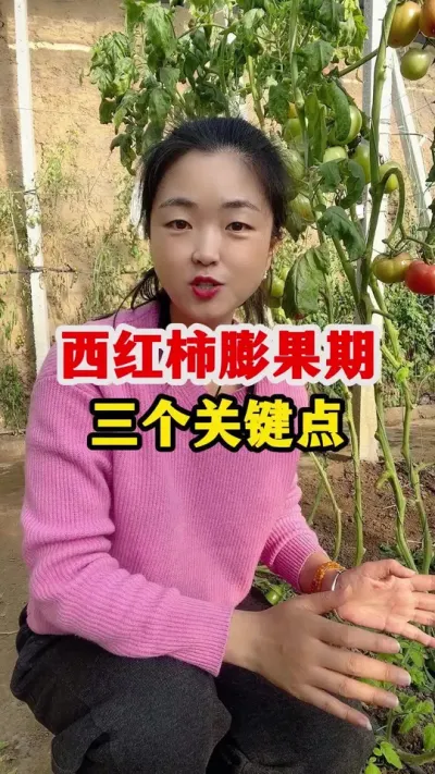 西红柿膨果有三个关键时期一定要抓住 #西红柿种植 #西红柿种植技术