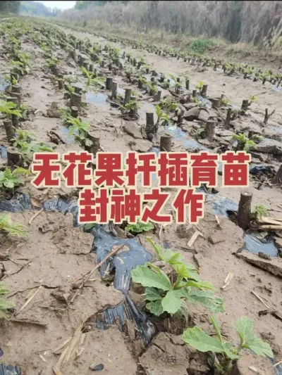就这成活率和长势，秋天又是一大片优质的无花果壮苗，咱想低调也低调不了呢😎🥰 #无花果树苗 #耿记无花果种植专业合作社
