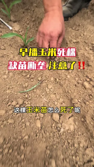 早播玉米死棵缺苗断垄一定要注意地下害虫的防治#玉米种植 #玉米高产 #玉米地下害虫 #玉米管理 #毛国富大田高产管理