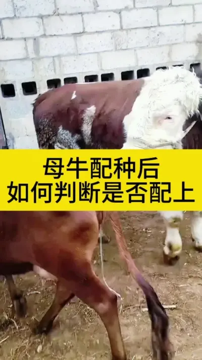 母牛配种后，如何判断母牛是否怀上#母牛配种 #养牛人 #西门塔尔繁殖母牛 #农村养牛 #科学养牛