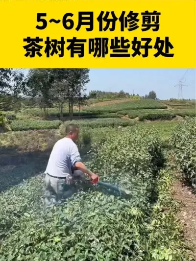 为什么要在5~6月份修剪茶树？有哪些好处？#茶树管理技术与指导 #茶树种植 #茶树