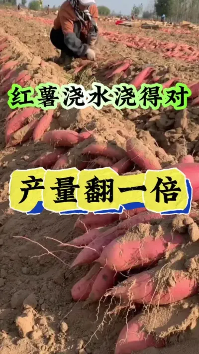 红薯浇水浇的对产量翻一倍 #红薯高产  #红薯高产种植  #红薯种植技术  #红薯种植口诀