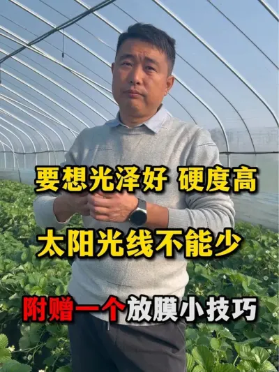 要想草莓光泽好硬度高#农业种植 #草莓🍓 #草莓种植管理技术和方法 #服务三农支持三农 #草莓
