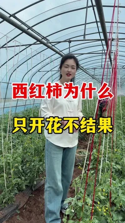 西红柿只开花不结果到底怎么回事？ #西红柿种植技术 #番茄种植技术