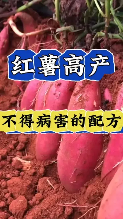 红薯高产不得病害配方 #红薯种植  #红薯高产  #红薯高产种植  #红薯种植技术  #红薯种植口诀