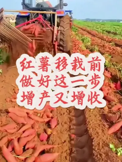 红薯移栽前做好这一步增产又 增收#红薯高产种植  #红薯高产  #红薯种植 #红薯种植管理