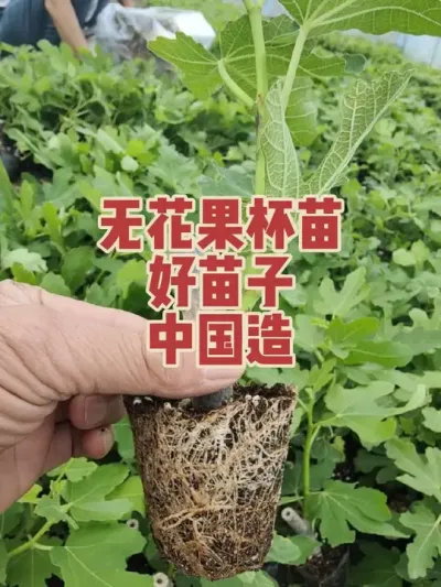 有人问我为啥还要每天这么忙？兄弟们，干就完了！闲下来浑身难受 #耿记无花果种植专业合作社 #无花果树苗