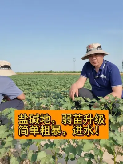 盐碱地，弱苗升级简单粗暴！ #新农人计划2025#新农人计划 #种植小技巧 #支持三农扶持三农发展 #三农种植