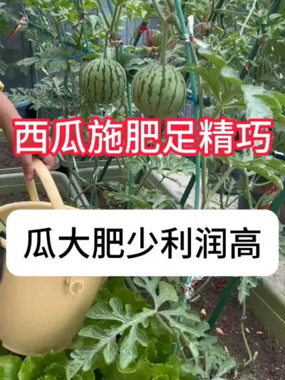 西瓜怎么施肥省钱瓜又好？ #农业种植 #抖音助农 #种植小技巧 #西瓜 #真赞农业