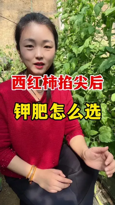 西红柿掐尖以后到底怎么冲肥？ #西红柿种植 #西红柿种植技术