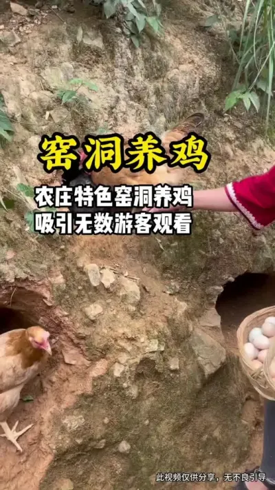 窑洞养鸡#游云文旅 #规划设计 #乡村振兴#网红小院