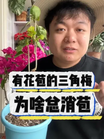 有花苞的三角梅 为什么总消苞。#养花 #花卉绿植 #养花小知识 #花卉 #盆栽