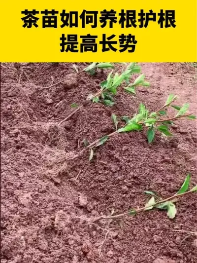 茶苗如何养根护根，提高长势#茶树 #茶树种植 #茶树管理技术与指导