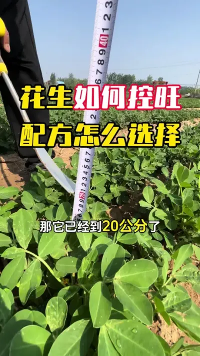 花生已经开花了应该如何控旺，药剂怎么选择才安全#花生种植 #花生管理 #花生控旺 #花生高产 #毛国富大田高产管理