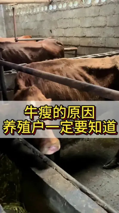 牛瘦的原因养殖户一定要知道#养牛 #养牛人 #农村养牛 #养牛技术 #三农养殖