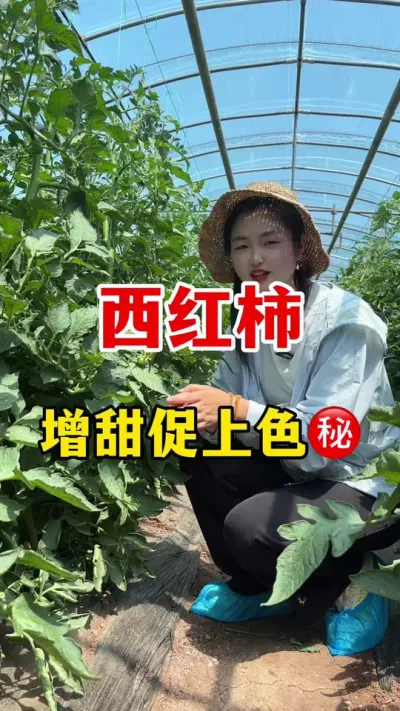 西红柿想要甜度高转色好有秘诀#分享农业知识帮农民增产增收 #番茄种植 #西红柿种植技术