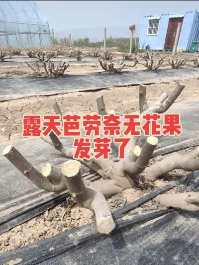 露天种植无花果，首选芭劳奈，口感好、产量稳定，不生侧芽不用搭架，管理特省工！#耿记无花果种植专业合作社 #无花果树苗