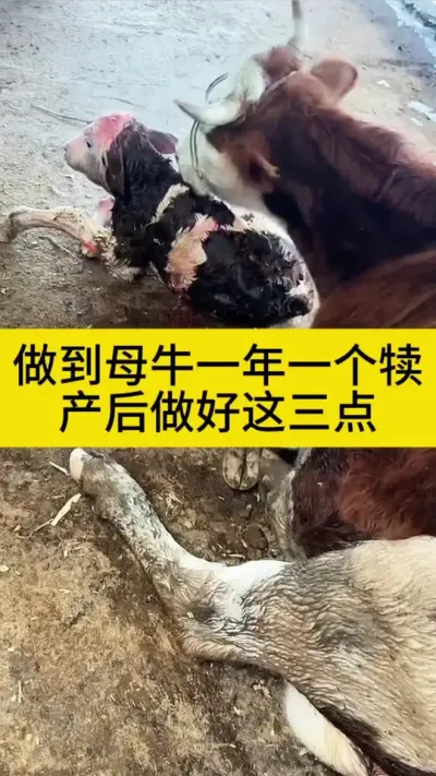 做到母牛一年一个犊，只需要做好这三点#养牛人 #科学养牛 #农村养牛 #西门塔尔繁殖母牛 #西门塔尔
