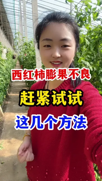 西红柿膨果不良怎么办，赶紧试试这几个方法#西红柿种植#西红柿种植技术