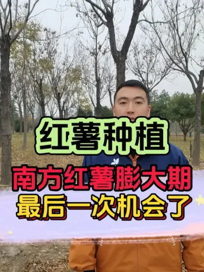 南方红薯最后一次膨大机会，想要高产就要抓紧了 #红薯种植 #红薯种植技术 #红薯高产种植 #病虫害防治 #三农