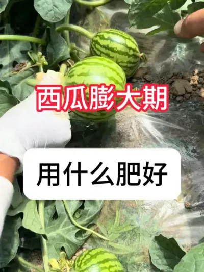 西瓜种植 西瓜膨大期肥料选择#农业种植 #三农 #种植小技巧 #西瓜🍉 #真赞农业