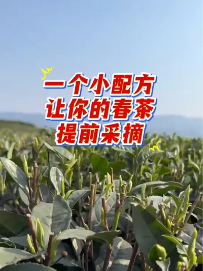 一个小配方让你的春茶提前采摘#茶树 #春茶采摘 #采茶 #茶树管理技术与指导