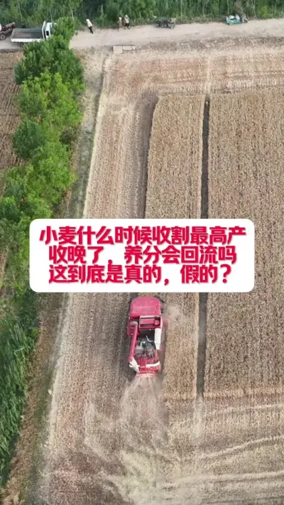 小麦什么时候收割最高产。#农业种植 #知识分享 #三农知识分享 #服务三农传播农业小知识