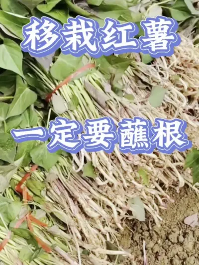 红薯移栽一定要蘸根#红薯高产种植  #红薯高产  #红薯种植 #红薯种植管理