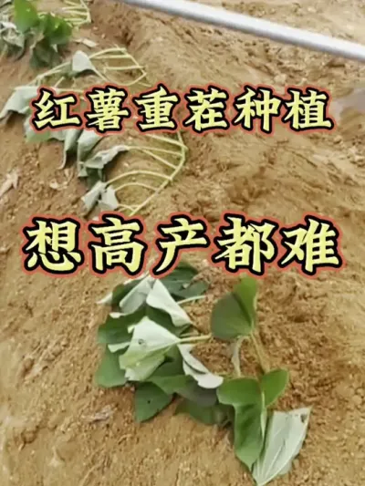 红薯重茬种植想高产都难#红薯种植   #红薯高产种植   #红薯高产种植技术   #红薯高产