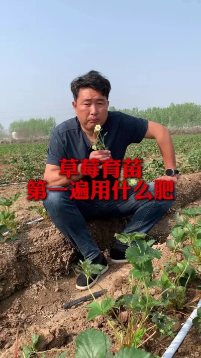 草莓育苗第一遍用肥能用调节剂性质的肥吗#草莓种植管理技术和方法 #草莓种植 #分享农业知识帮农民增产增收 #新农人计划 #农业种植技术