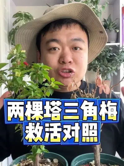 两棵塔系列的三角梅，对照发芽实验来啦。 #养花 #养花小知识 #花卉 #花卉绿植 #盆栽