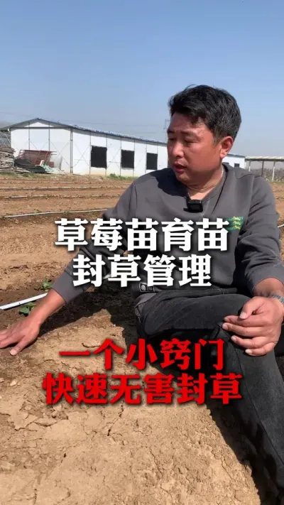草莓育苗封草管理，一个窍门减少对苗子的影响 #种草莓 #草莓种植 #草莓种苗 #三农种植 #草莓育苗基地