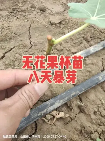 昨天拍的算不算库存😂种植无花果杯苗重点不是大小，而是木质化是否充分#耿记无花果种植专业合作社 #无花果树苗