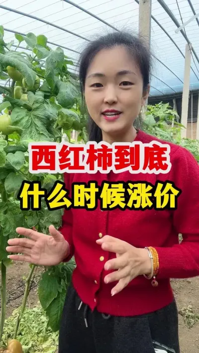 目前来看番茄到底什么时候才能涨价呢 #西红柿种植技术 #西红柿种植